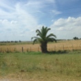 Pasture and Palm Trees